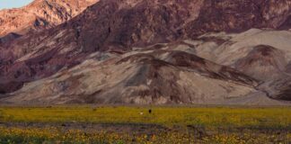 Rzadkie i żywe kwiaty w Dolinie Śmierci