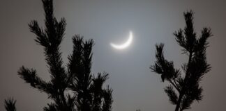 Świerki i zaćmienia słońca: dyskusja naukowa