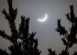 Ялини та Сонячні Затемнення: Наукова Дискусія