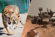 Tento týden ve vědě: od marťanských sítí po zčernalé zuby