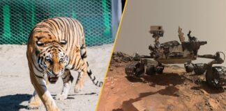 This Week in Science: From Martian Spiderwebs to Blackened Teeth