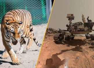 Цей тиждень у науці: від марсіанських павутин до почорнілих зубів