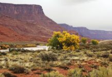 Rostliny v Coloradu kradou vodu z povodí