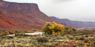 Tanaman Sungai Colorado Mencuri Air Dari Cekungan
