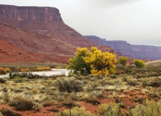 Рослини Колорадо Крадуть Воду з Басейну Річки
