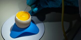 Ovos de galinha como fábricas biofarmacêuticas: uma nova fronteira na produção de medicamentos