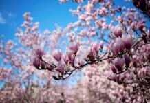 Як Квіти Змінили Світ: Огляд Нової Роботи Девіда Джорджа Хаскелла