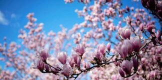 Wie Blumen die Welt prägten: Eine Rezension von David George Haskells neuestem Werk