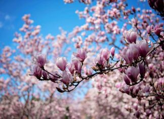 Як Квіти Змінили Світ: Огляд Нової Роботи Девіда Джорджа Хаскелла