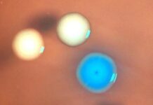 «Зомбі-клітини»: Вчені оживили бактерії за допомогою синтетичних геномів