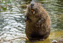 Бобри: Несподівані союзники у боротьбі зі зміною клімату