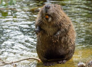 Бобри: Несподівані союзники у боротьбі зі зміною клімату