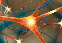 Білок Паркінсона пов’язаний із швидшим прогресуванням хвороби Альцгеймера у жінок