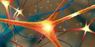 Белок Паркинсона связан с более быстрым прогрессированием болезни Альцгеймера у женщин