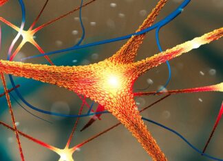 Білок Паркінсона пов’язаний із швидшим прогресуванням хвороби Альцгеймера у жінок