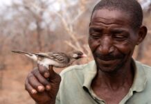 Забута Співпраця: Чому Людству необхідно відновити зв’язок з природним світом