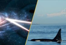 Наукові Новини: Канібальські Косатки, Стародавній Кліматичний Колапс та Гудкі Чорні Діри