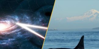 Resumo científico: orcas canibais, colapso climático antigo e buracos negros zumbidos