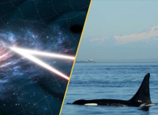 Наукові Новини: Канібальські Косатки, Стародавній Кліматичний Колапс та Гудкі Чорні Діри