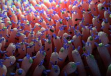 Кишкові Віруси Регулюють Рівень Цукру в Крові у Мишей, Відкриваючи Нові Перспективи в Метаболічній Медиці