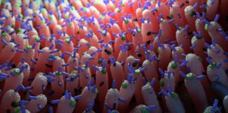 Scoperti virus intestinali che regolano lo zucchero nel sangue nei topi, indicando nuove intuizioni metaboliche