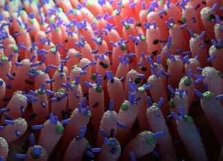 Кишкові Віруси Регулюють Рівень Цукру в Крові у Мишей, Відкриваючи Нові Перспективи в Метаболічній Медиці