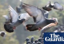 Епоха “Одінаковості”: Як Людська Діяльність Веде до Уніфікації Дикої Природи