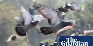 Era “Samey”: Bagaimana Aktivitas Manusia Mendorong Homogenisasi Satwa Liar