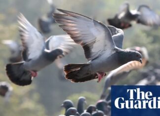 Епоха “Одінаковості”: Як Людська Діяльність Веде до Уніфікації Дикої Природи