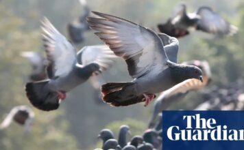 Епоха “Одінаковості”: Як Людська Діяльність Веде до Уніфікації Дикої Природи