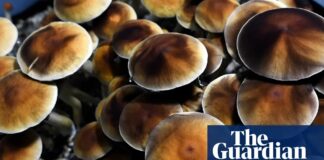 Hulp zoeken die verder gaat dan medicatie: de opkomst van psychedelische retraites voor veteranen