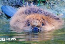 Природа повертається до Бедфордшира: звичайні бобри повернулися через 400 років