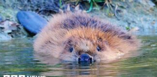 Природа повертається до Бедфордшира: звичайні бобри повернулися через 400 років