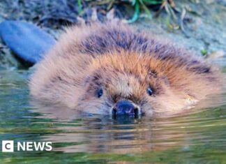 Příroda se vrací do Bedfordshire: po 400 letech se vrací bobři obecní