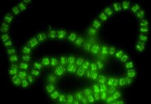 Від управління ДНК до клітинного каркасу: як еволюція перепрофілювала давню бактеріальну систему