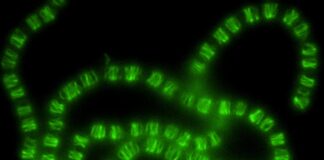 От управления ДНК к клеточному каркасу: как эволюция перепрофилировала древнюю бактериальную систему