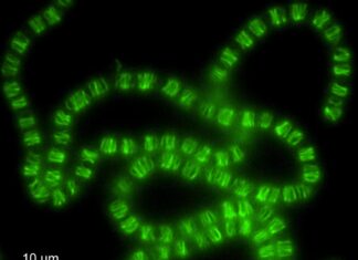 Від управління ДНК до клітинного каркасу: як еволюція перепрофілювала давню бактеріальну систему