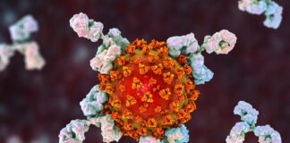 Attacchi al sistema immunitario collegati a sintomi COVID persistenti e prolungati