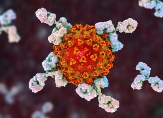 Attaques du système immunitaire liées à des symptômes persistants du COVID long