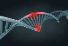 Одна мутація ДНК здатна змінити біологічну стать у мишей