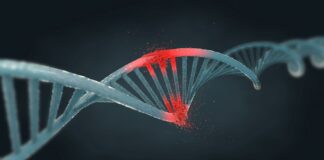 Una singola mutazione del DNA può capovolgere il sesso biologico nei topi