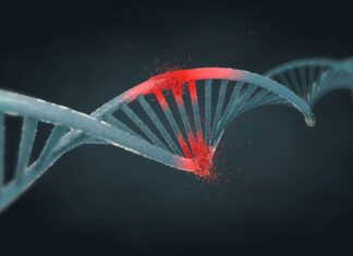 Одна мутація ДНК здатна змінити біологічну стать у мишей