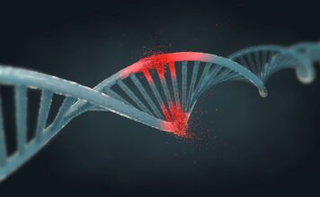 Одна мутація ДНК здатна змінити біологічну стать у мишей