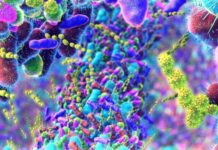 Сучасний спосіб життя може спричиняти значні зміни рівня естрогену