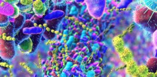 La vie moderne est-elle en train de recâbler nos hormones ? L’essor de l’« Œstrobolome »