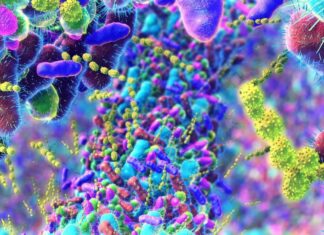 Сучасний спосіб життя може спричиняти значні зміни рівня естрогену