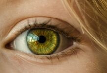 BIOPIX : une rétine artificielle à base de liquide imite la vision naturelle de l’œil humain