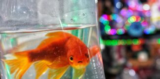 La menace cachée dans votre aquarium : comment les poissons rouges peuvent déstabiliser les écosystèmes