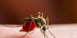 How Malaria Shaped the Map of Human Evolution