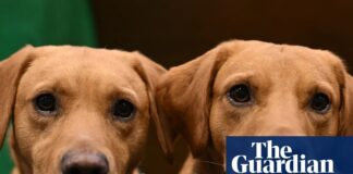 Le cerveau qui rétrécit : une nouvelle recherche réévalue l’évolution des chiens